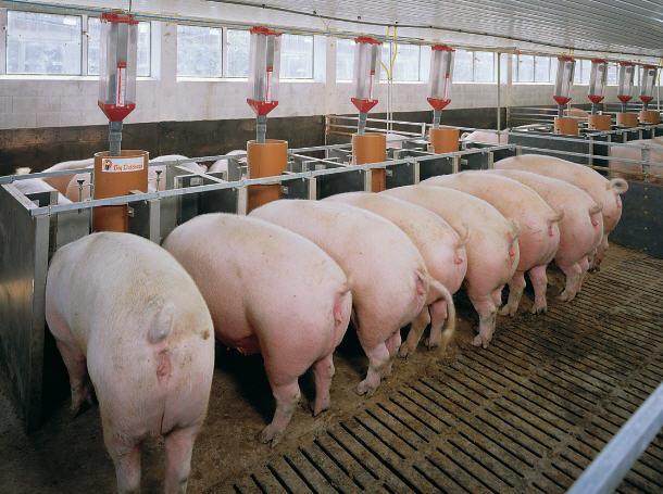 Сколько корма нужно, чтобы вырастить свинью