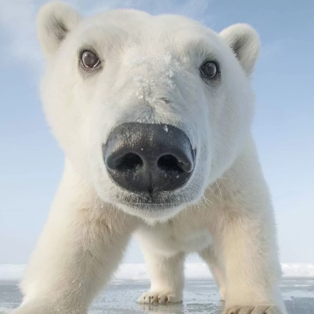 Роспропаганда застерігає дітей захопленої Бердянщини від вбивств (!) полярних ведмедів